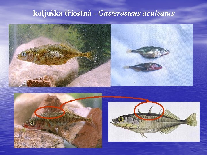 koljuška tříostná - Gasterosteus aculeatus 