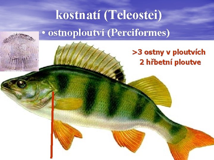 kostnatí (Teleostei) • ostnoploutví (Perciformes) čeleď (familia): >3 ostny v ploutvích 2 hřbetní ploutve