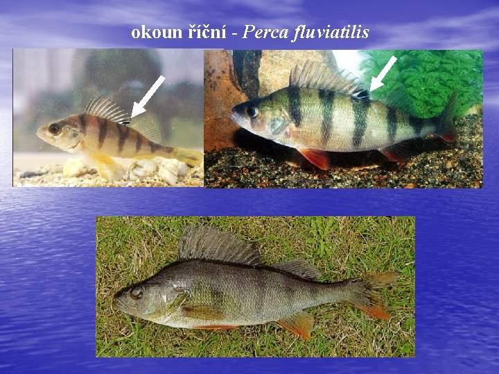 okoun říční - Perca fluviatilis 