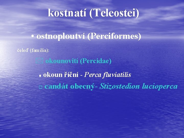 kostnatí (Teleostei) • ostnoploutví (Perciformes) čeleď (familia): * okounovití (Percidae) t o okoun říční