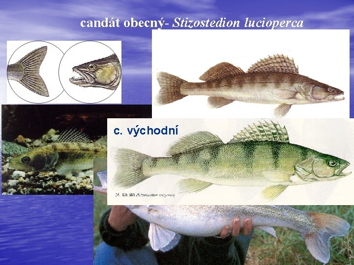 candát obecný- Stizostedion lucioperca c. východní 