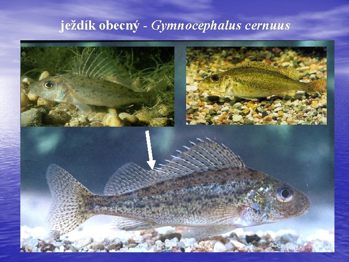 ježdík obecný - Gymnocephalus cernuus 