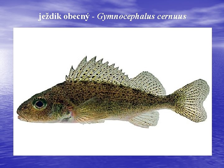 ježdík obecný - Gymnocephalus cernuus 