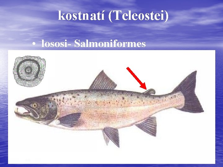 kostnatí (Teleostei) • lososi- Salmoniformes čeleď (familia): * lososovití (Salmonidae) * lipanovití (Thymallidae) *