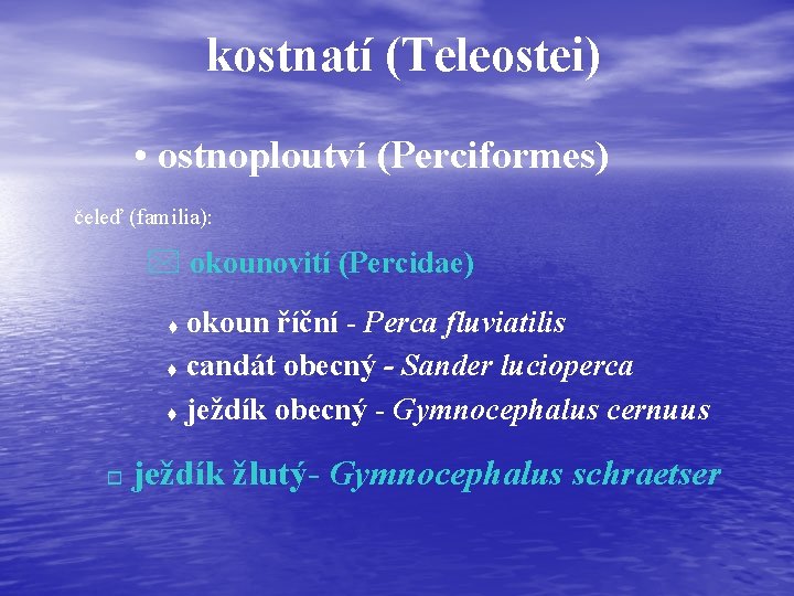 kostnatí (Teleostei) • ostnoploutví (Perciformes) čeleď (familia): * okounovití (Percidae) okoun říční - Perca