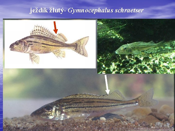 ježdík žlutý- Gymnocephalus schraetser 