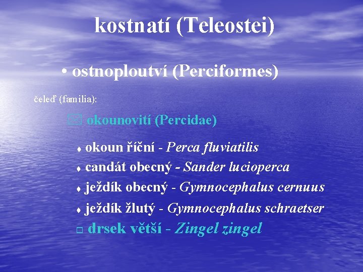 kostnatí (Teleostei) • ostnoploutví (Perciformes) čeleď (familia): * okounovití (Percidae) okoun říční - Perca