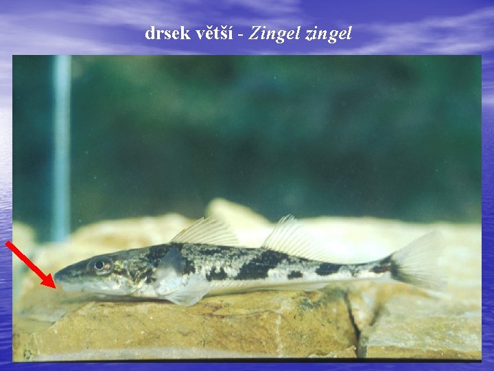 drsek větší - Zingel zingel 