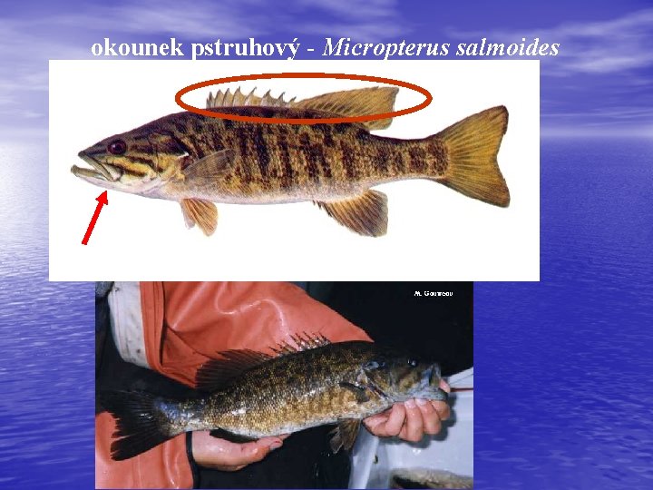 okounek pstruhový - Micropterus salmoides 