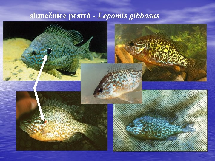 slunečnice pestrá - Lepomis gibbosus 