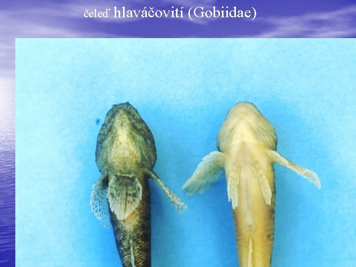 čeleď hlaváčovití (Gobiidae) 