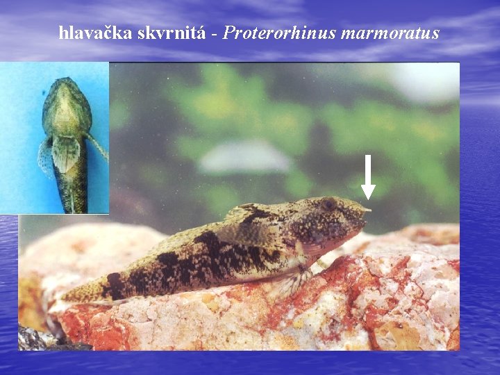 hlavačka skvrnitá - Proterorhinus marmoratus 