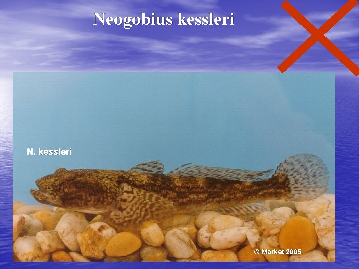 Neogobius kessleri N. kessleri © Market 2005 