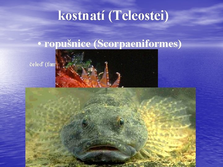 kostnatí (Teleostei) • ropušnice (Scorpaeniformes) čeleď (familia): * vrankovití (Cottidae) 