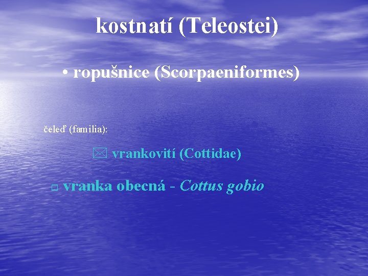 kostnatí (Teleostei) • ropušnice (Scorpaeniformes) čeleď (familia): * vrankovití (Cottidae) o vranka obecná -