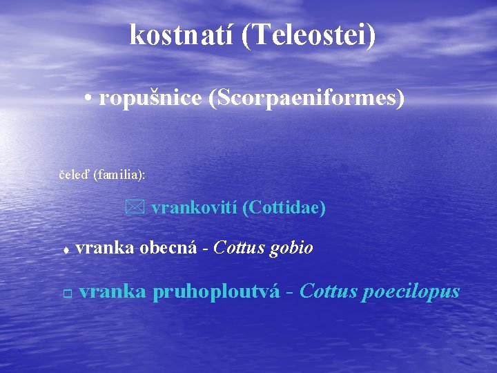 kostnatí (Teleostei) • ropušnice (Scorpaeniformes) čeleď (familia): * vrankovití (Cottidae) t o vranka obecná