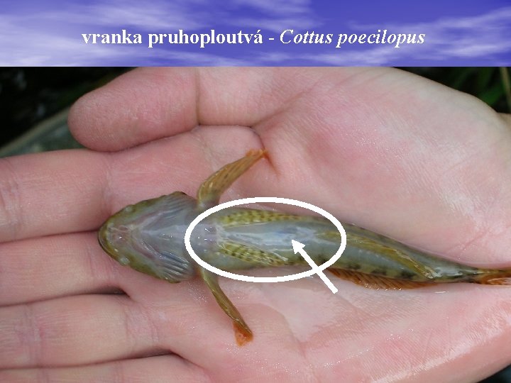 vranka pruhoploutvá - Cottus poecilopus 