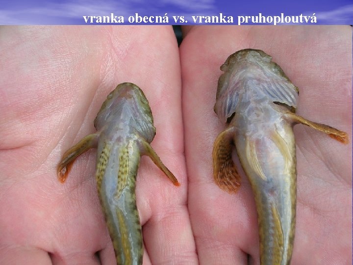 vranka obecná vs. vranka pruhoploutvá 