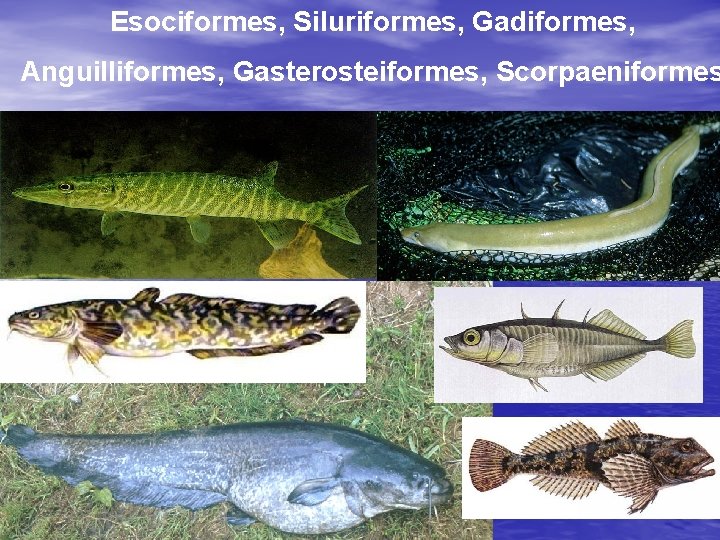 Esociformes, Siluriformes, Gadiformes, Anguilliformes, Gasterosteiformes, Scorpaeniformes 
