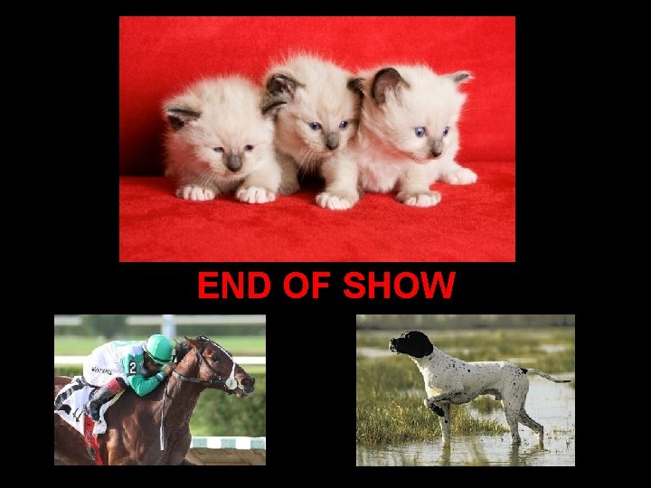 END OF SHOW END OF SHOW