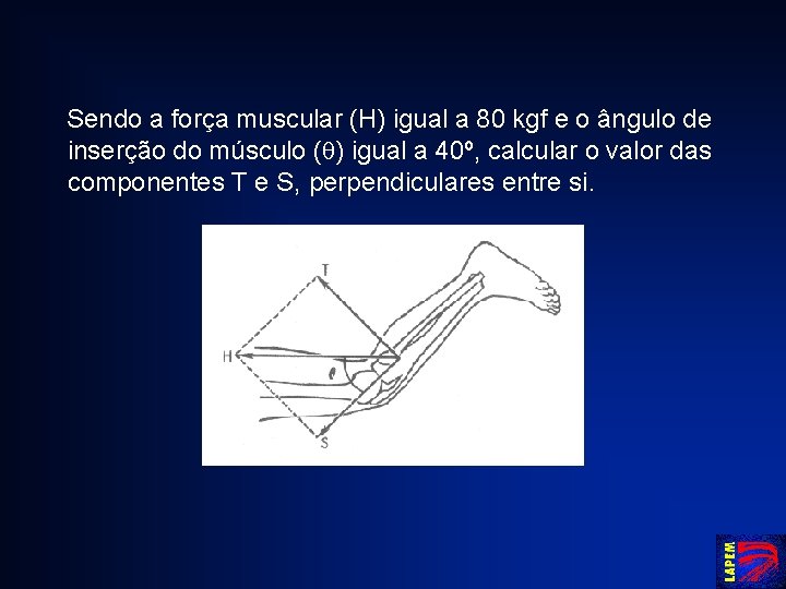 Sendo a força muscular (H) igual a 80 kgf e o ângulo de inserção