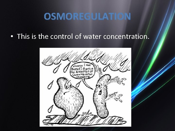 OSMOREGULATION • This is the control of water concentration. 