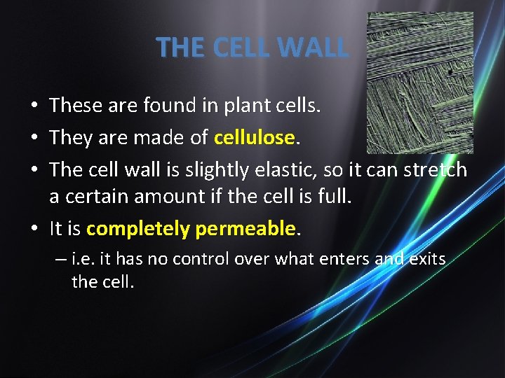 THE CELL WALL These are found in plant cells. They are made of cellulose.