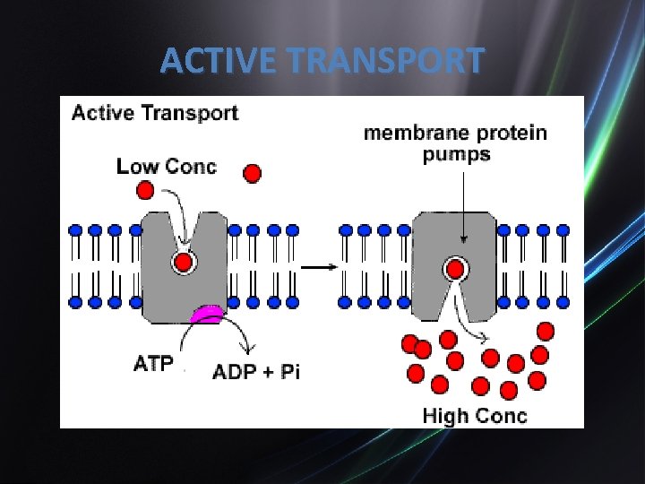 ACTIVE TRANSPORT 