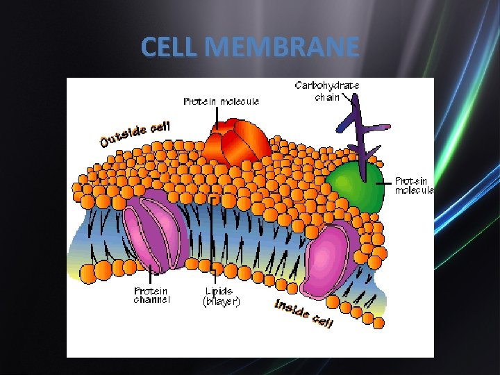 CELL MEMBRANE 