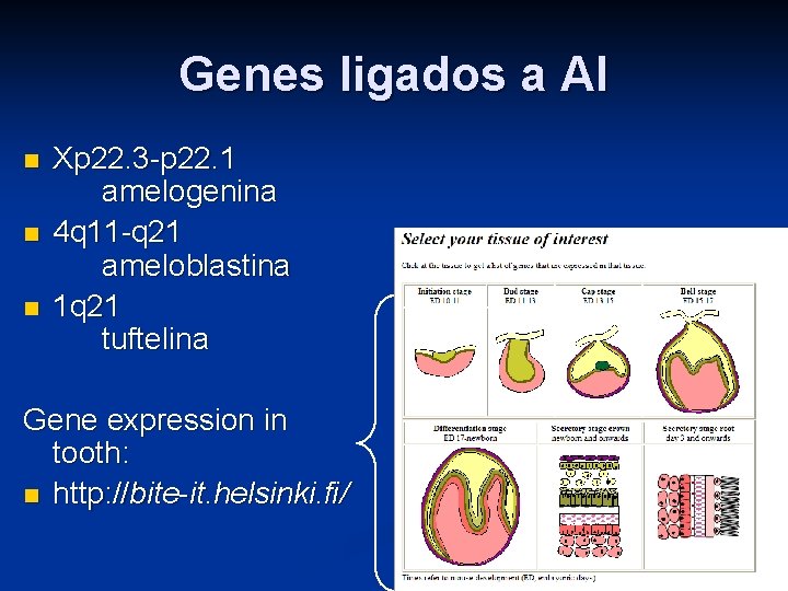 Genes ligados a AI n n n Xp 22. 3 -p 22. 1 amelogenina