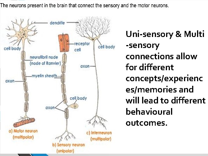 Uni-sensory & Multi -sensory connections allow for different concepts/experienc es/memories and will lead to