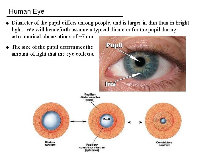 Human Eye u Diameter of the pupil differs among people, and is larger in