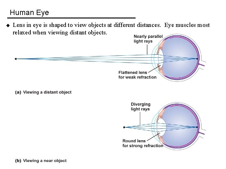 Human Eye u Lens in eye is shaped to view objects at different distances.