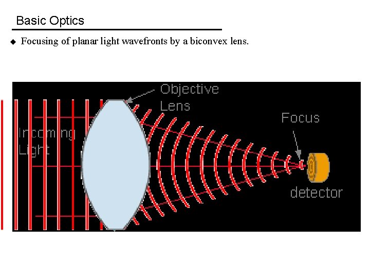 Basic Optics u Focusing of planar light wavefronts by a biconvex lens. 