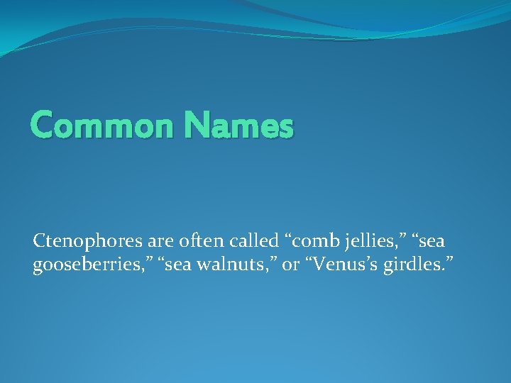 Common Names Ctenophores are often called “comb jellies, ” “sea gooseberries, ” “sea walnuts,