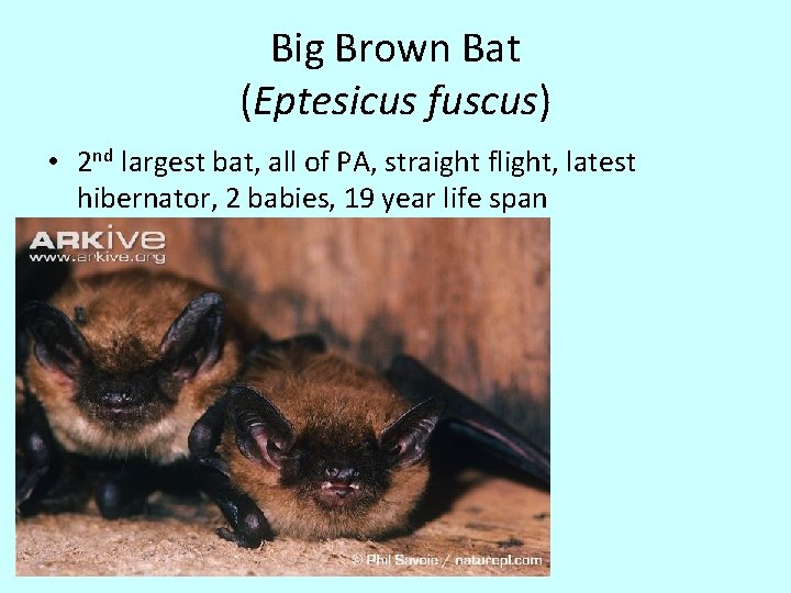 Big Brown Bat (Eptesicus fuscus) • 2 nd largest bat, all of PA, straight