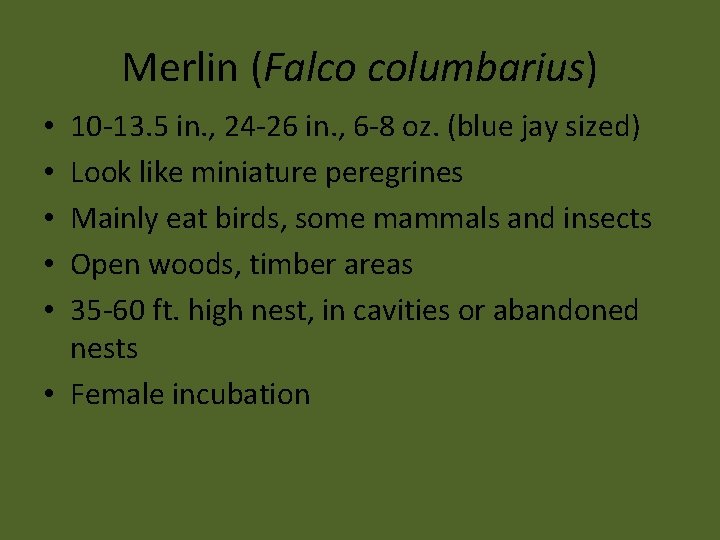 Merlin (Falco columbarius) 10 -13. 5 in. , 24 -26 in. , 6 -8