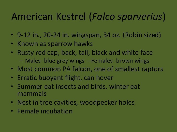 American Kestrel (Falco sparverius) • 9 -12 in. , 20 -24 in. wingspan, 34