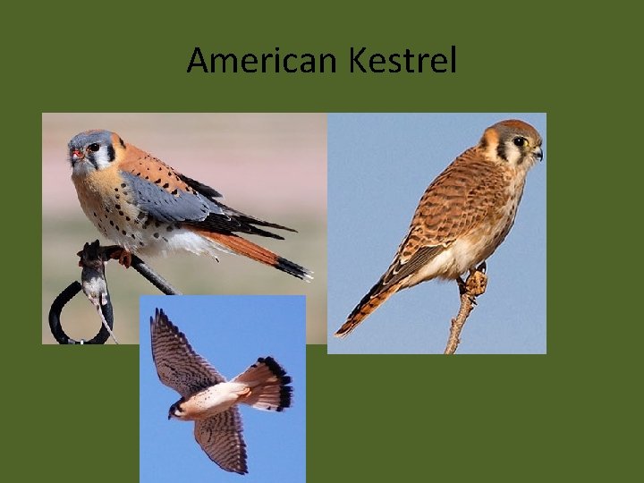 American Kestrel 