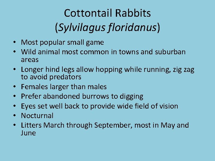 Cottontail Rabbits (Sylvilagus floridanus) • Most popular small game • Wild animal most common