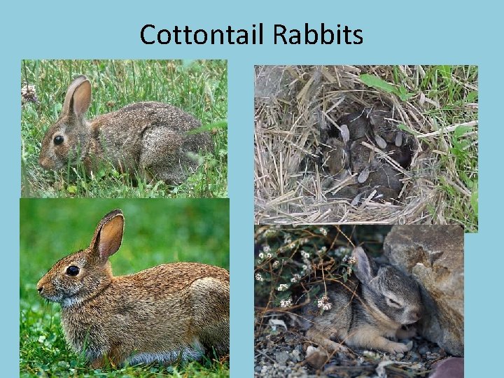 Cottontail Rabbits 