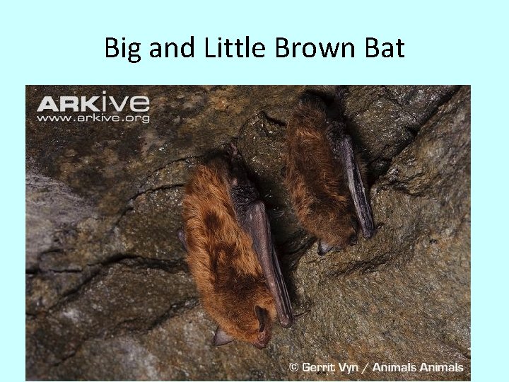 Big and Little Brown Bat 