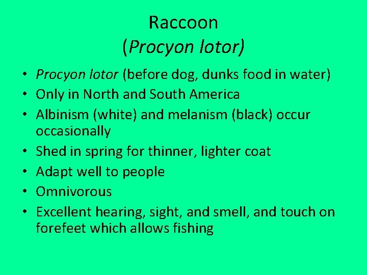 Raccoon (Procyon lotor) • Procyon lotor (before dog, dunks food in water) • Only