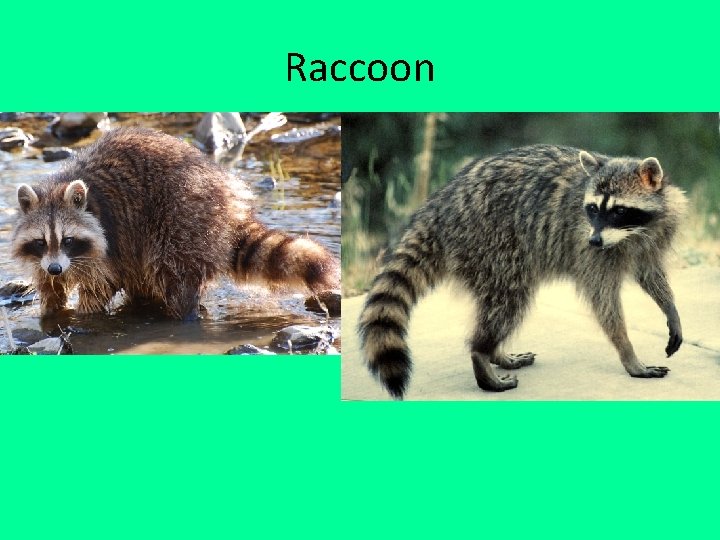 Raccoon 