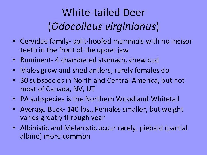 White-tailed Deer (Odocoileus virginianus) • Cervidae family- split-hoofed mammals with no incisor teeth in