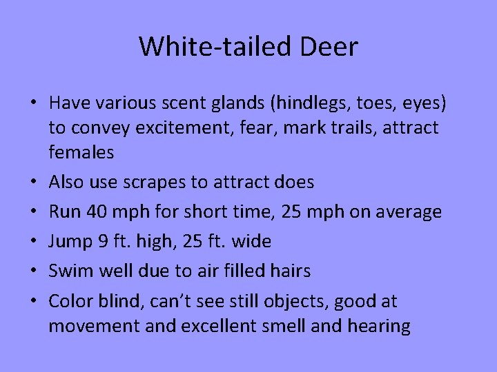 White-tailed Deer • Have various scent glands (hindlegs, toes, eyes) to convey excitement, fear,
