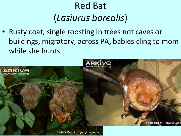 Red Bat (Lasiurus borealis) • Rusty coat, single roosting in trees not caves or