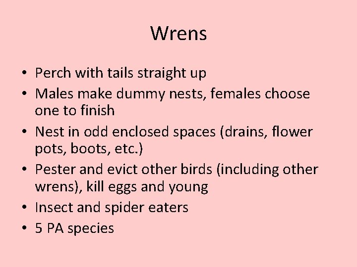 Wrens • Perch with tails straight up • Males make dummy nests, females choose