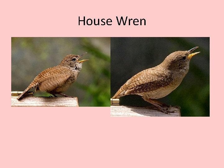 House Wren 