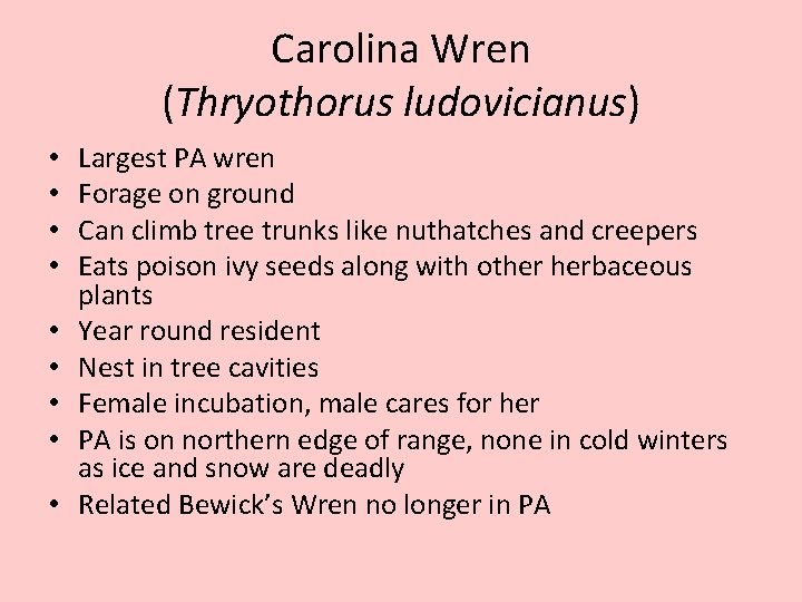Carolina Wren (Thryothorus ludovicianus) • • • Largest PA wren Forage on ground Can